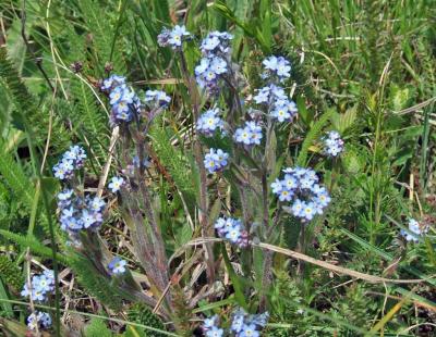 Прикрепленное изображение: zflDSCF8462.jpg